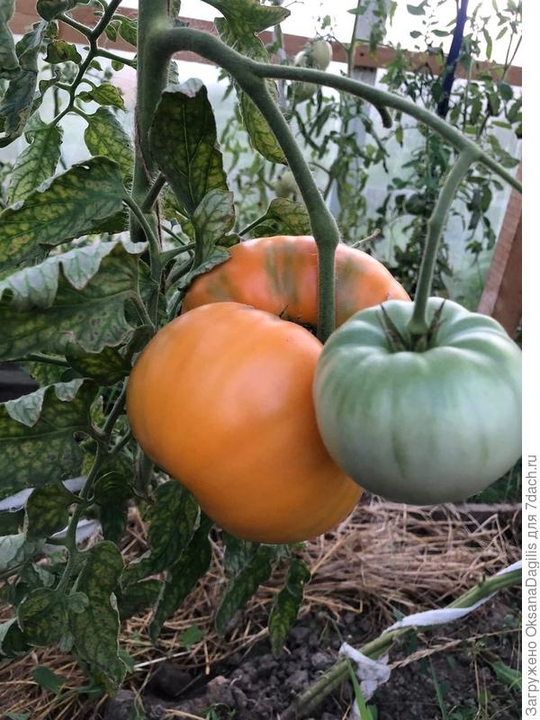 Амана оранж