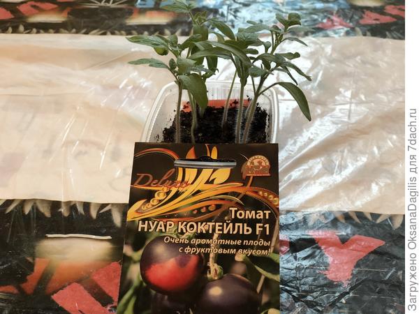 Запоздалое фото с первыми настоящими листочками Нуар коктейля