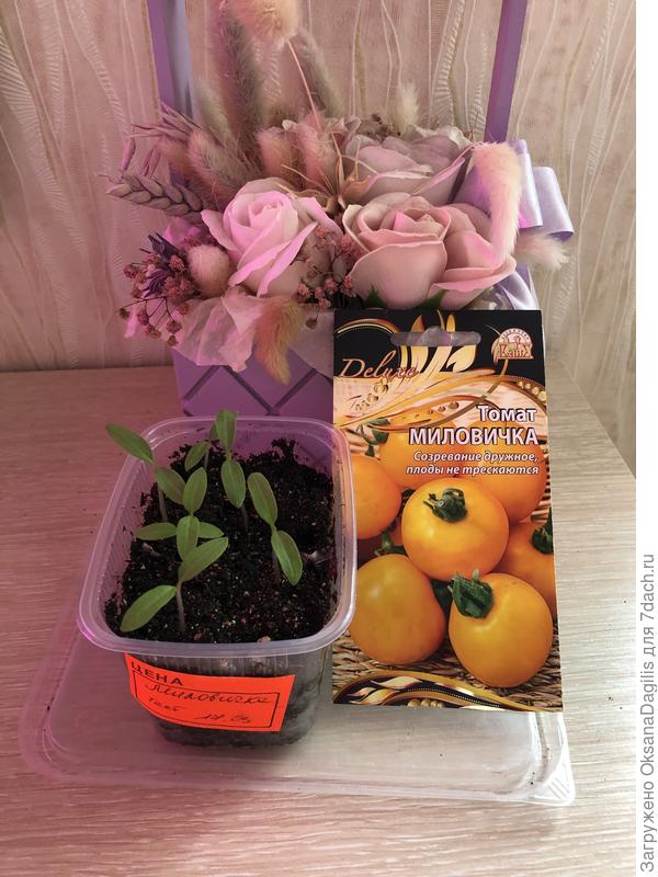 Миловичка с семядолями