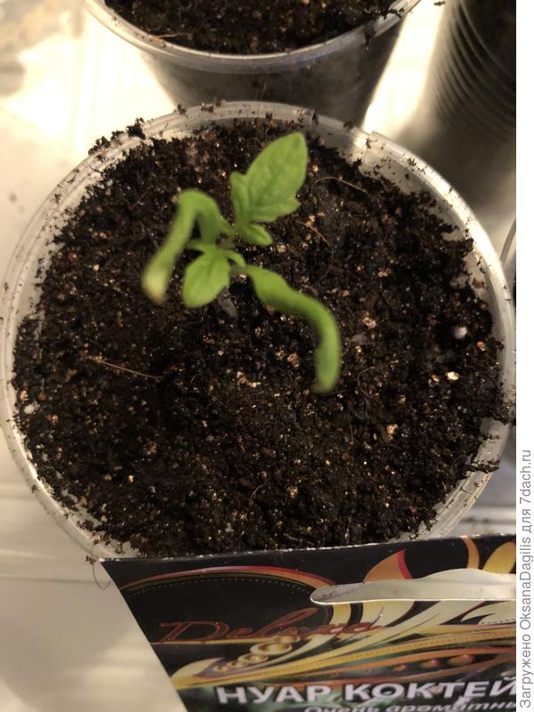 Всход застрявший в грунте