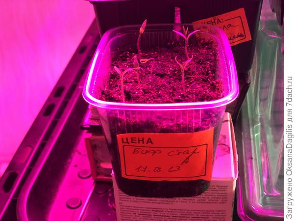 Проклюнувшиеся ростки - под лампы