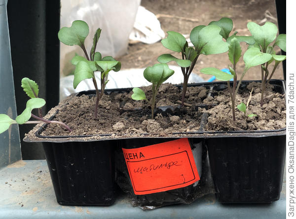 Первые настоящие листья