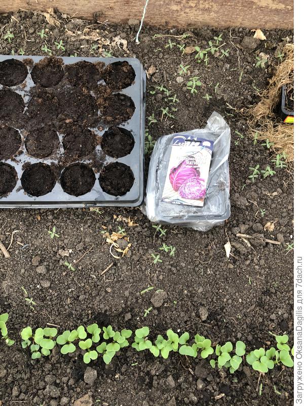 Проращиваем рассаду капусты в теплице