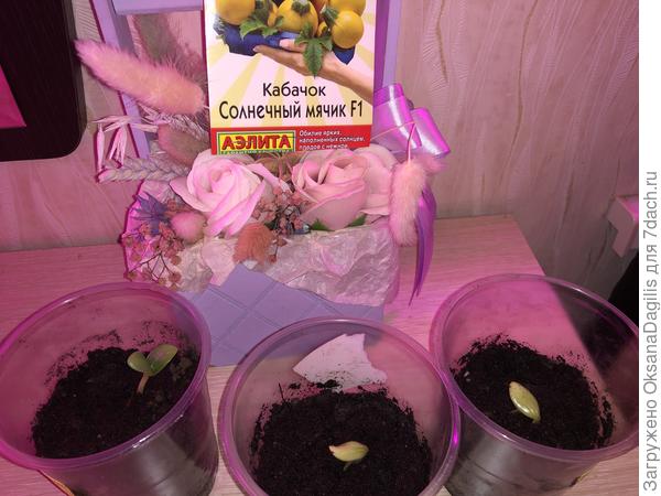 Всходы Солнечного мячика