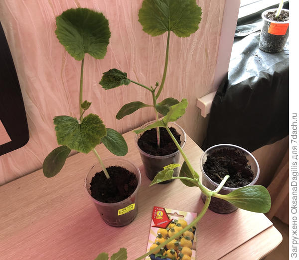 Рассада томится в ожидании высадки в огород