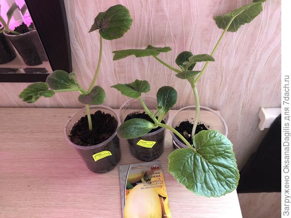 С тремя настоящими листами в следующий этап