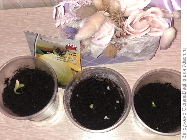 Взошли красавчики