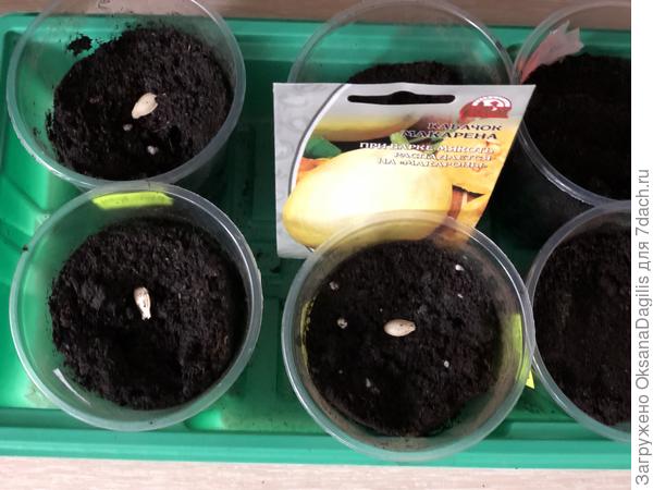 Сею кабачки