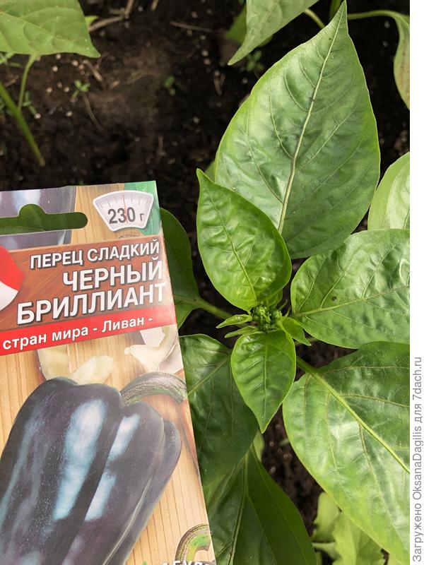 Готовимся зацвести