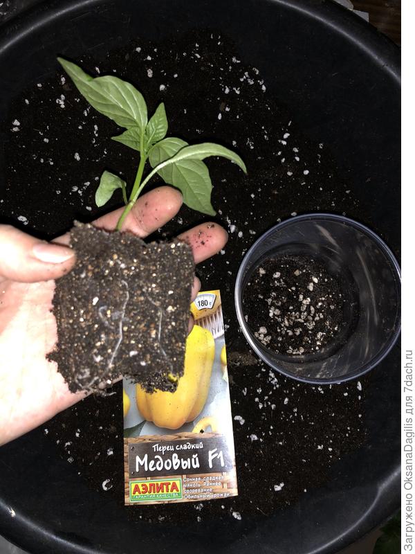 Корневая сиситем Медового