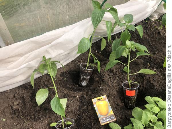 Перец Медовый переехал в теплицу