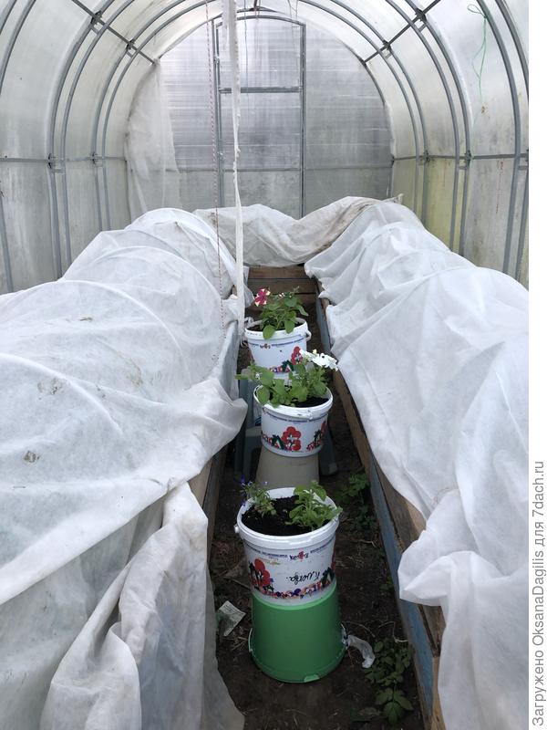 Вот так растут перцы в конце апреля