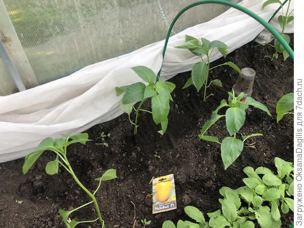 Медовые высажены в теплицу