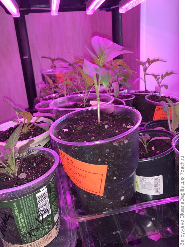 Здесь им расти три недели