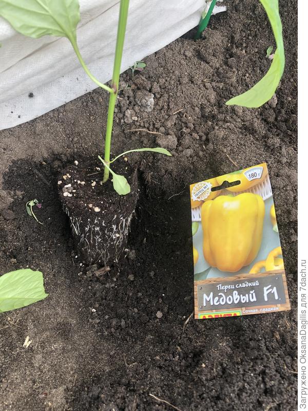 Корни Медового