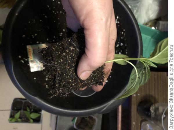 Перевалка Чёрный бриллиант