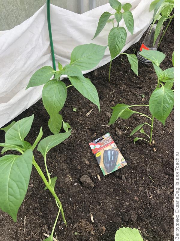 Чёрные бриллианты тоже высажены