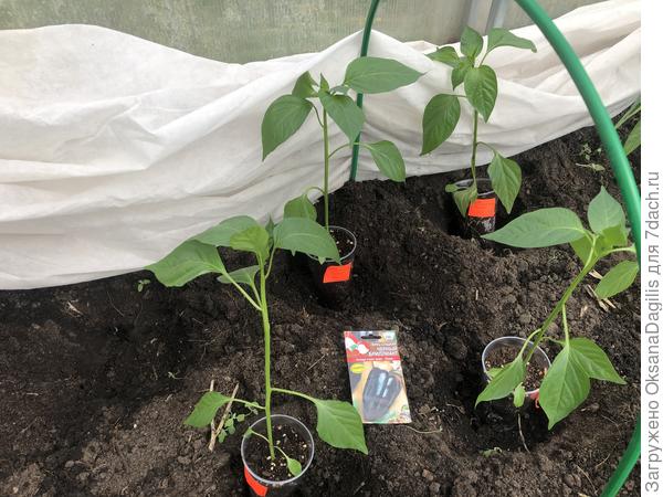 И Чёрный бриллиант тоже в теплицу