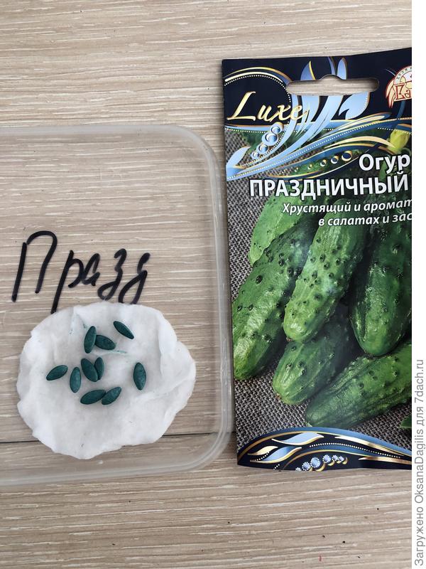 Замачивание семян огурца Праздничный