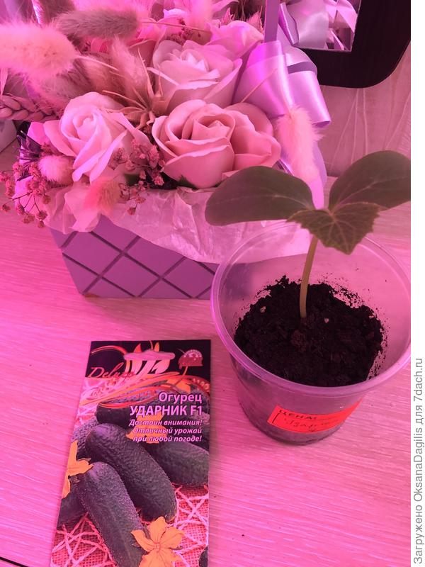 Настоящий лист Ударника из первого посева