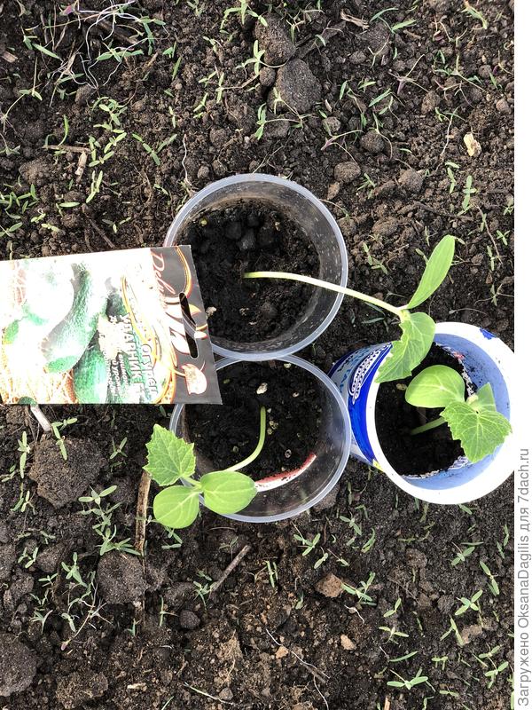 Ударники из третьего посева