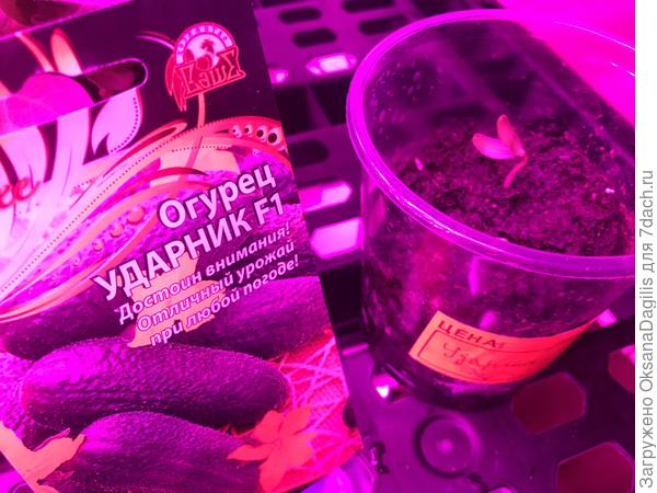 Первый всход огурца Ударник