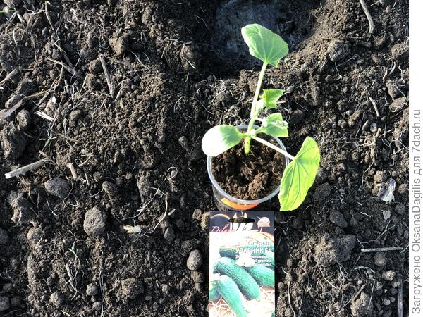 Ударник из первого посева перед высадкой