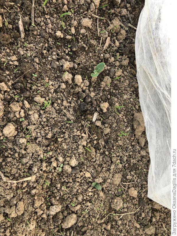 Второй всход Праздничного 26 мая