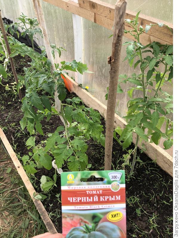 Томаты пережили первую ночь хорошо