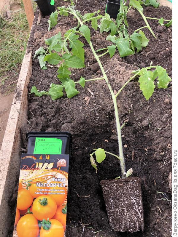 Отличная корневая томата Миловичка