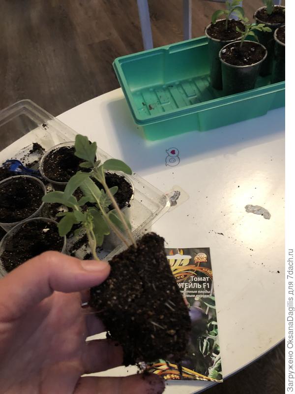 Корневая система томата Нуар коктейль