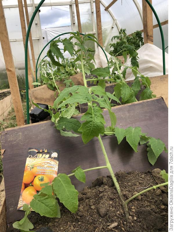 Миловичка на следующий день после высадки в теплицу