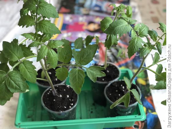 Рассада готова к высадке в теплицу