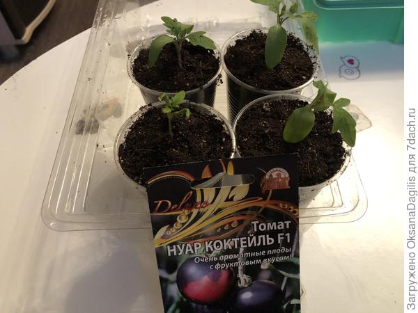 Нуар коктейль распикирован