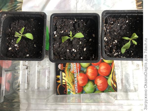 Китайка медовая после пикировки