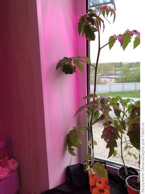 Вот такие кони вымахали к началу мая