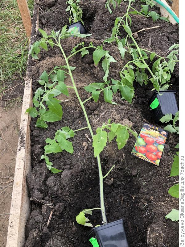 Высаживаю Китайку медовую