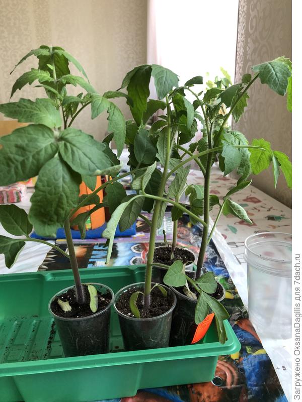 Томаты Нуар коктейль