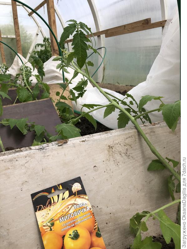 Томат Миловичка высажен