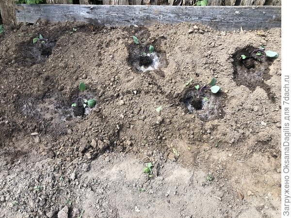 Капуста перед высадкой в ОГ