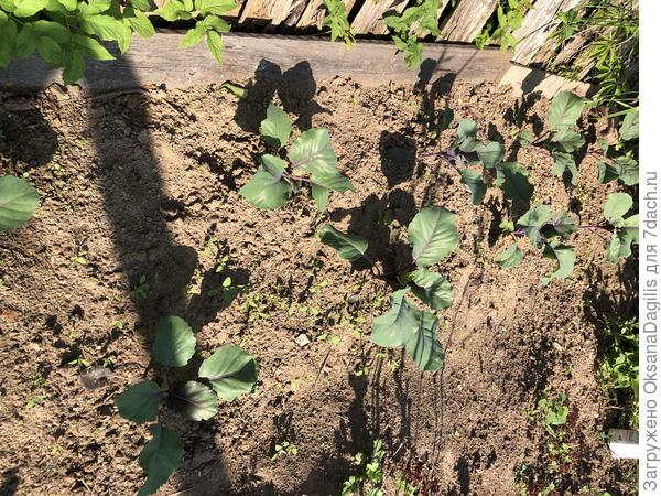 Грядка с Матильдой