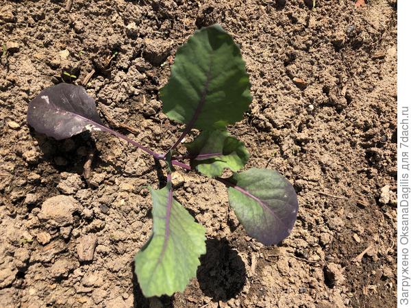 Красавица Матильда