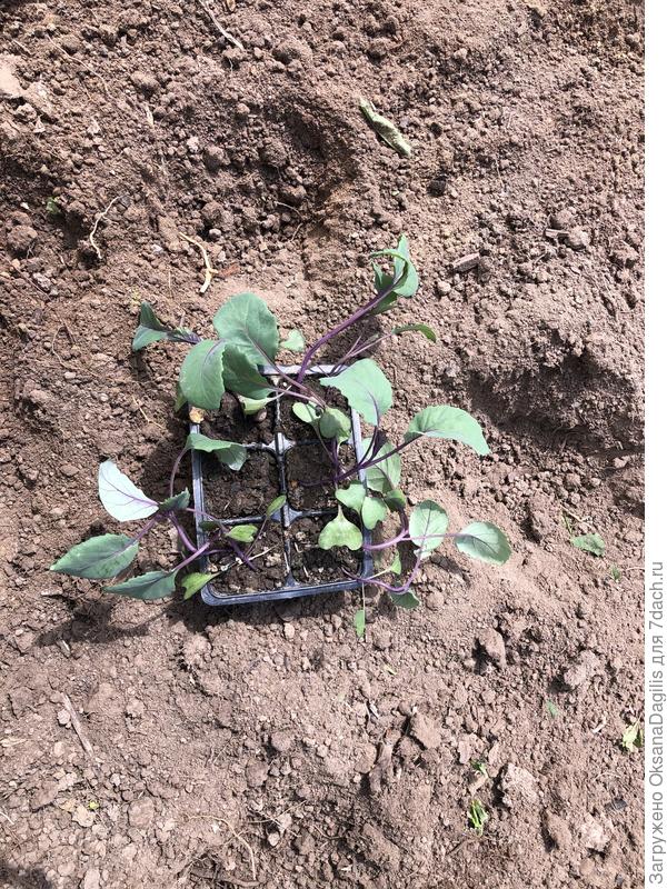 9 шт помяты, но живы