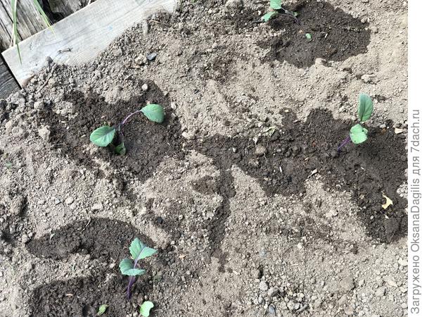 Капуста высажена