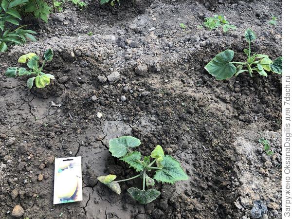 Из-за холодов кабачки практически не развивались