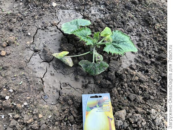 И выглядели жалко