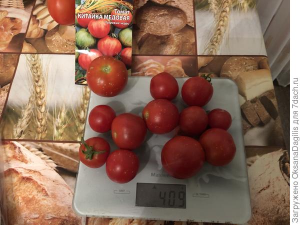 взвешиваем урожай Китайки медовой