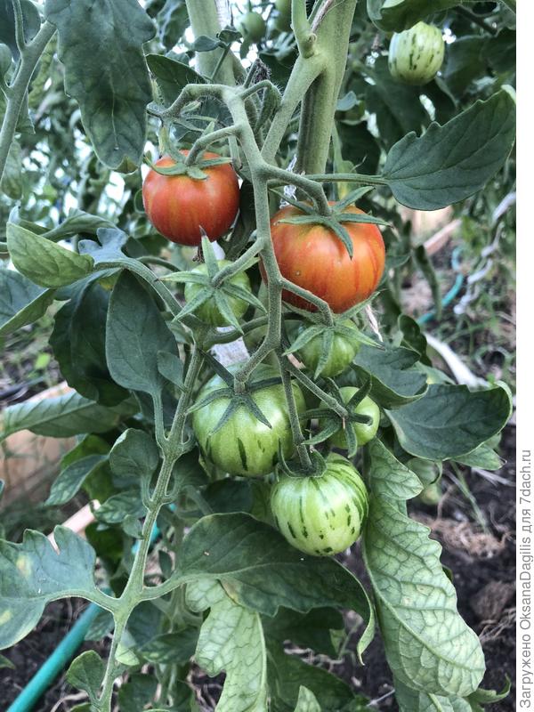 Китайка медовая