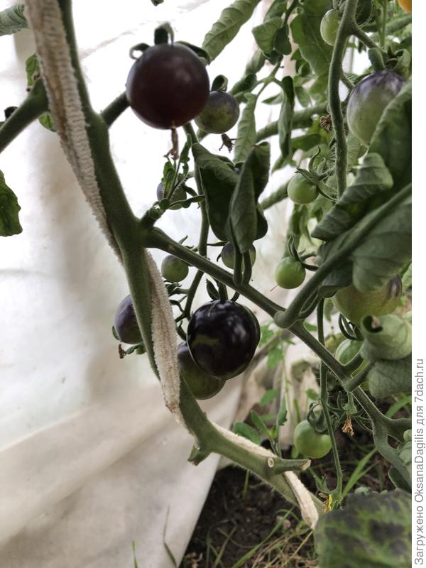 Первые плоды Нуар коктейля