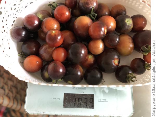 Нуар коктейль в сентябре